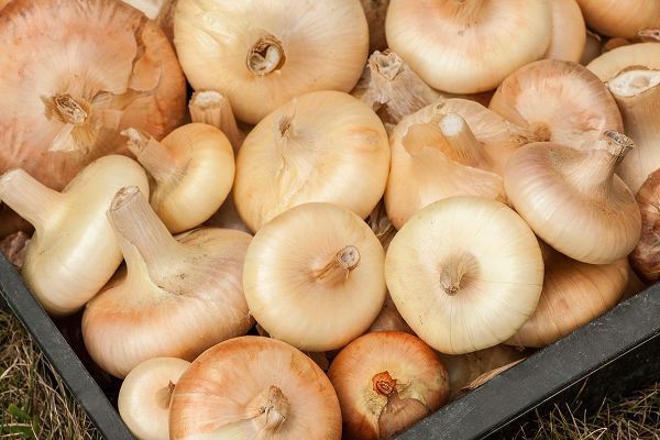 Horton, Janet 아티스트의 Carnation-Washington State-USA Freshly harvested Cipollini onions작품입니다.